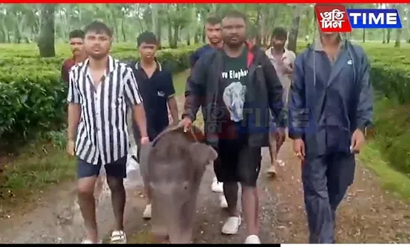 Local Heroes Save Elephant Calf from Pond Near Indo-Bhutan Border